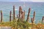 Aghia Pelagia Kythira | beach Lagada Photo 4 - Photo JustGreece.com