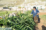 JustGreece.com Avlonas near Olympos | Karpathos | Greece  Photo 9 - Foto van JustGreece.com