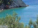 JustGreece.com Olive trees  tot at the zee - Lemonakia near Kokkari- Island of Samos - Foto van JustGreece.com