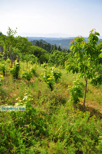 Mooie nature North-Euboea | Greece | Greece  Photo 13 - Photo JustGreece.com