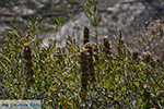 Folegandros - Island of Folegandros - Cyclades - Photo 191 - Photo JustGreece.com