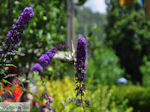 Vlinder in tuin hotel Porfyron in Ano Pedina Photo 3 - Zagori Epirus - Photo JustGreece.com