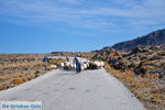 JustGreece.com Sheep and shepherds near Sigri | Lesbos Greece | Photo 2 - Foto van JustGreece.com