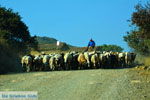 JustGreece.com Near Gomati and woestijn Amothines Katalakos Limnos (Lemnos) Photo 38 - Foto van JustGreece.com