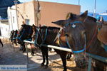 JustGreece.com Fira Santorini | Cyclades Greece  | Photo 0070 - Foto van JustGreece.com