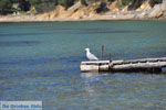 Near Aghios Fokas | Skyros Greece Photo 17 - Photo JustGreece.com