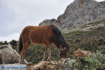 Wilde dwergpaarden in the zuiden of Skyros | Photo 1 - Photo JustGreece.com